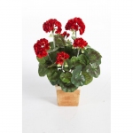 Geranium bush rood, 33cm (laatste 3 stuks)